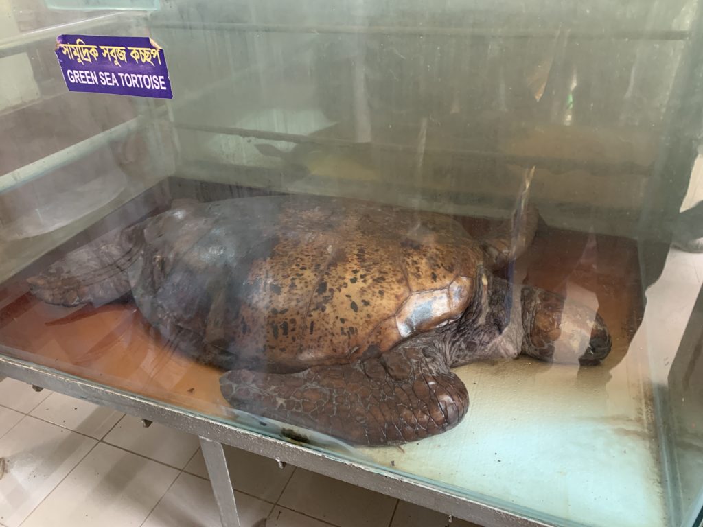 バングラデシュ国立動物園のウミガメの剥製