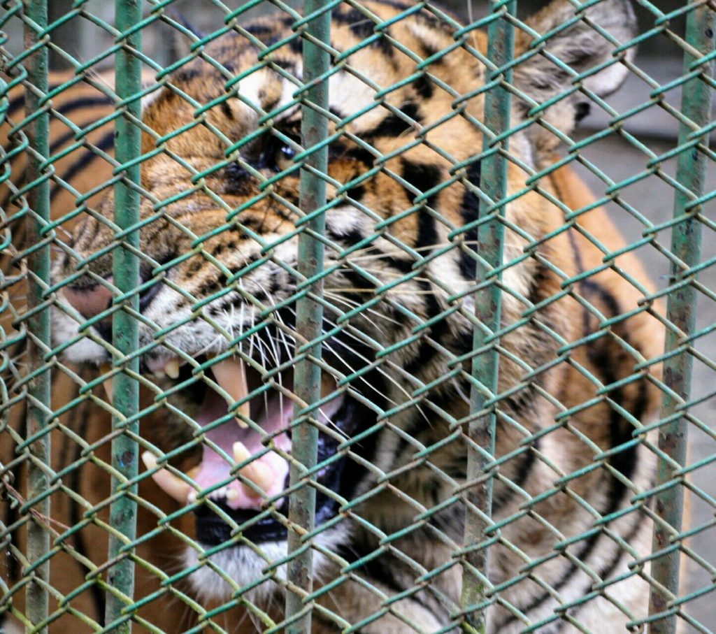 バングラデシュ国立動物園のトラ